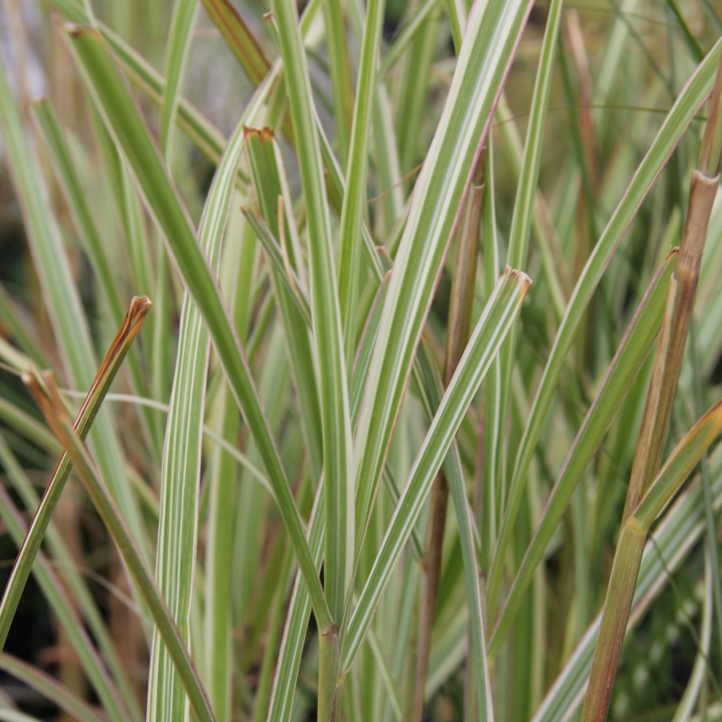 Traviny - Ozdobnice čínská 'Variegatus' 2 litry