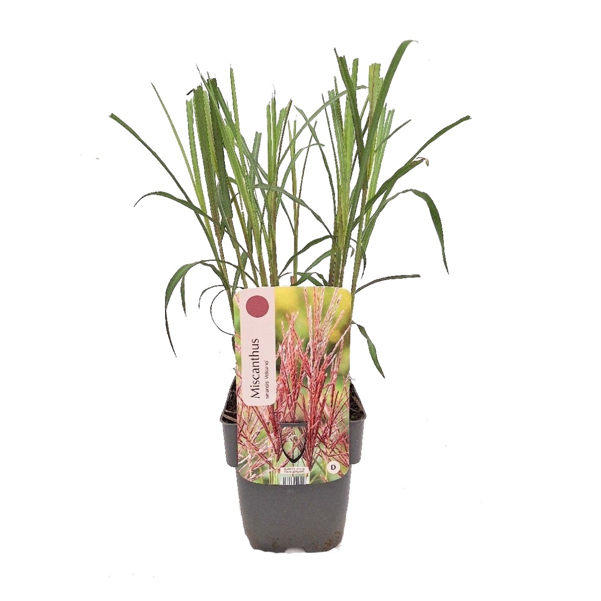 Traviny - Ozdobnice čínská Volcano květináč 2 litry