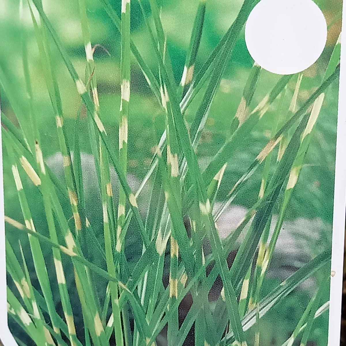 Traviny - Ozdobnice čínská Zebrinus květináč 2 litry