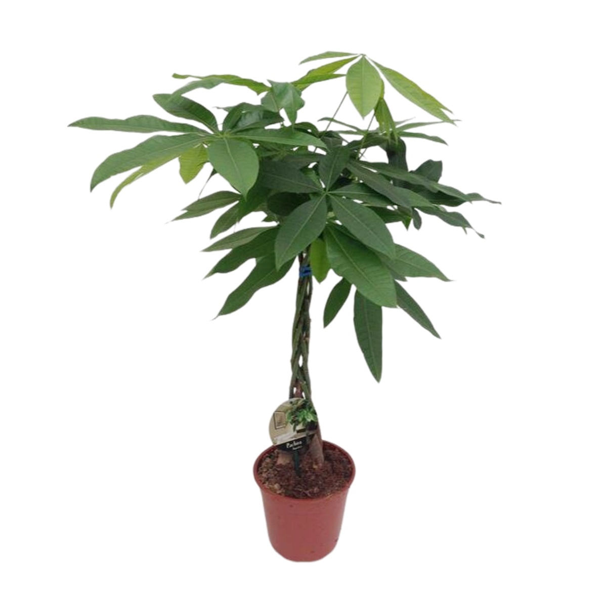 Okrasné pokojové rostliny - Pachira vodní kmínek 100cm, květináč 19cm