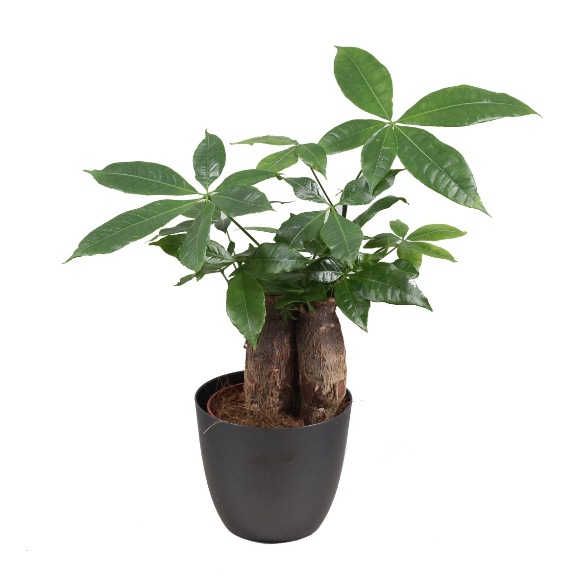 Okrasné pokojové rostliny - Pachira vodní květináč 12cm