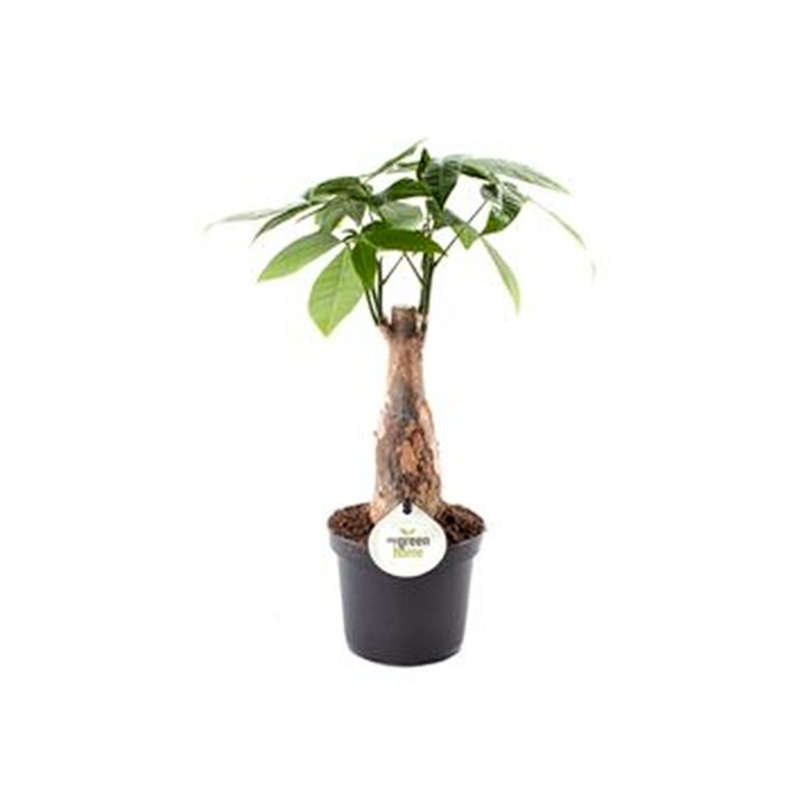 Okrasné pokojové rostliny - Pachira vodní květináč 9cm