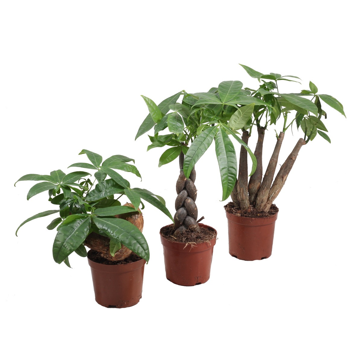 Okrasné pokojové rostliny - Pachira vodní mix, květináč 11cm