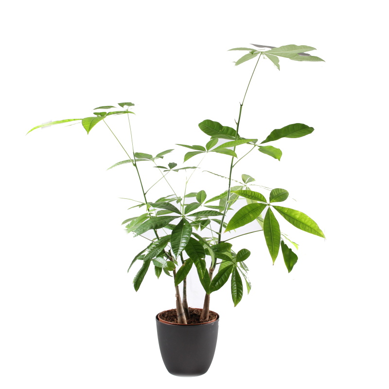 Okrasné pokojové rostliny - Pachira vodní vícevýhonová, květináč 17cm