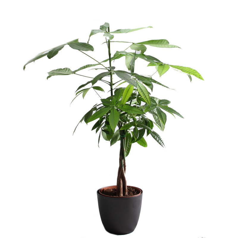 Okrasné pokojové rostliny - Pachira vodní výška 60cm, květináč 17cm