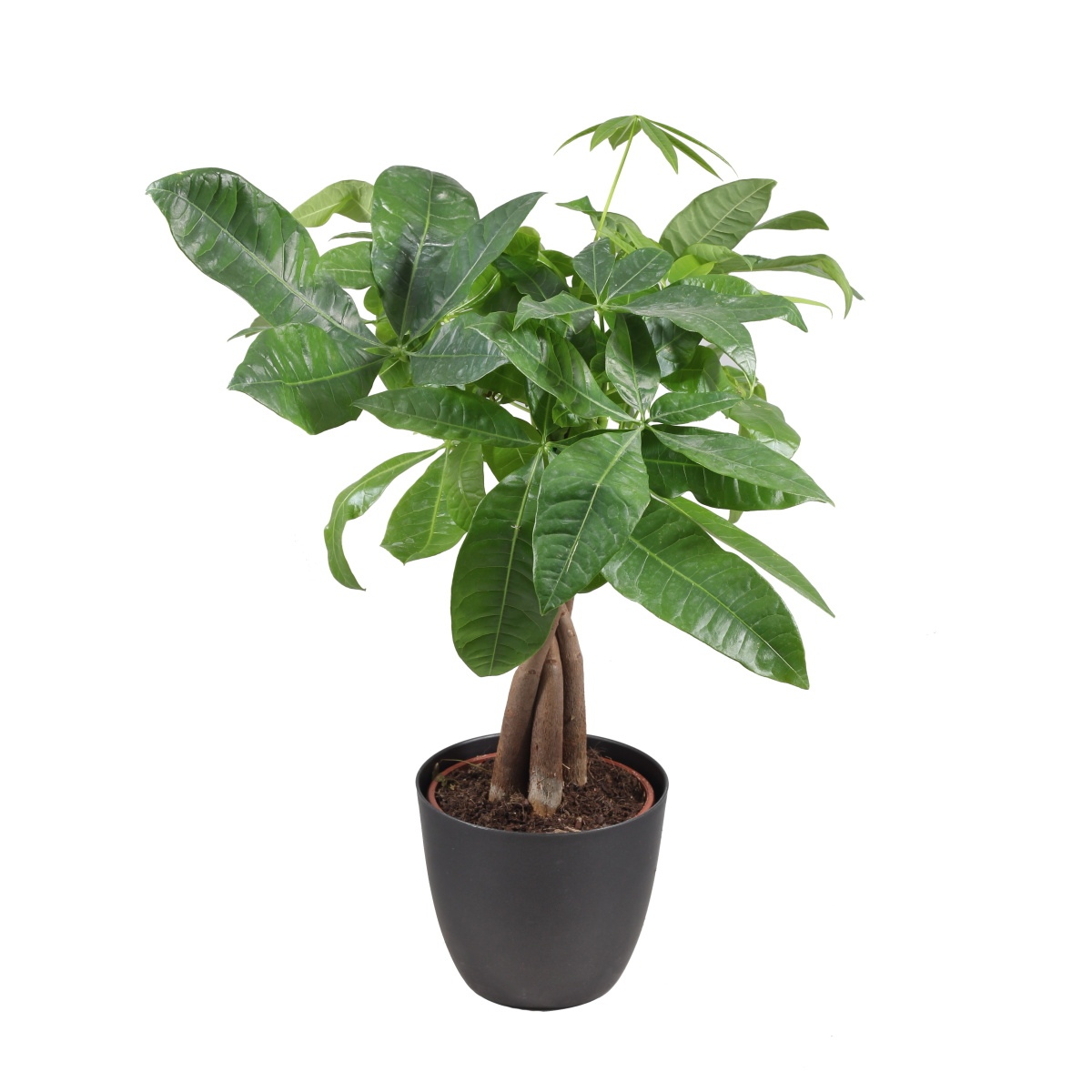 Okrasné pokojové rostliny - Pachira vodní