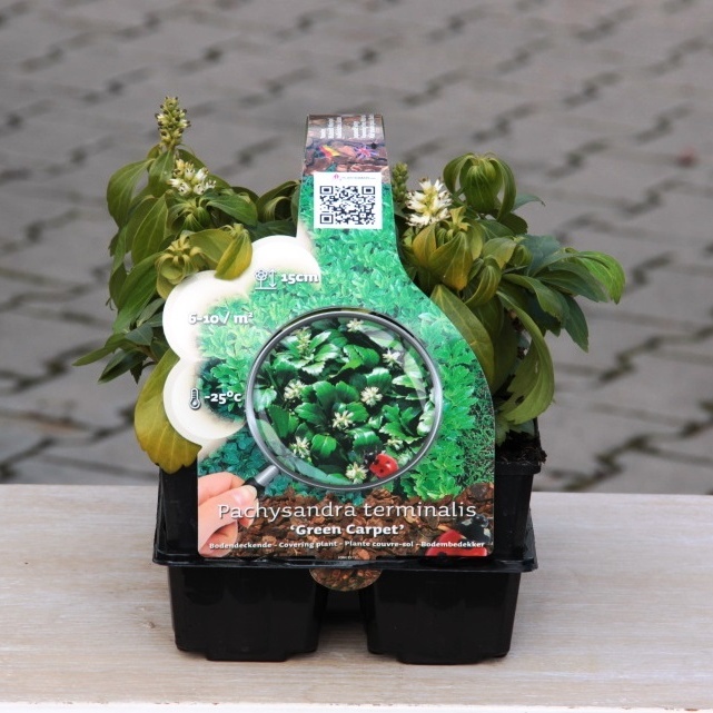 Půdopokryvné rostliny - Pachysandra 'Green Carpet' 6pack, výška 10/15cm, půdokryvný