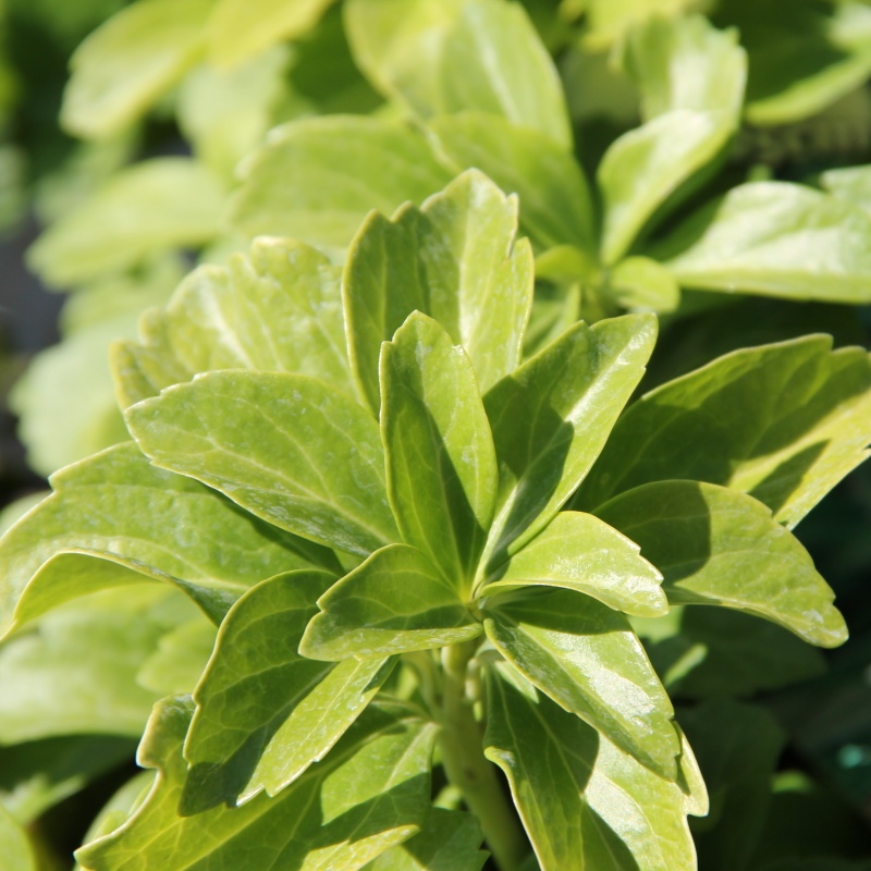 Půdopokryvné rostliny - Pachysandra klasnatá 6pack