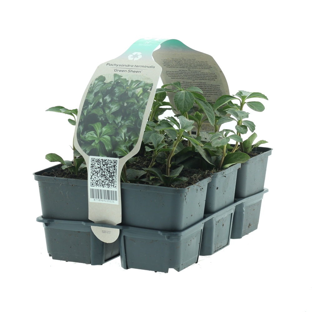 Rostliny - Pachysandra klasnatá Green Sheen 6pack