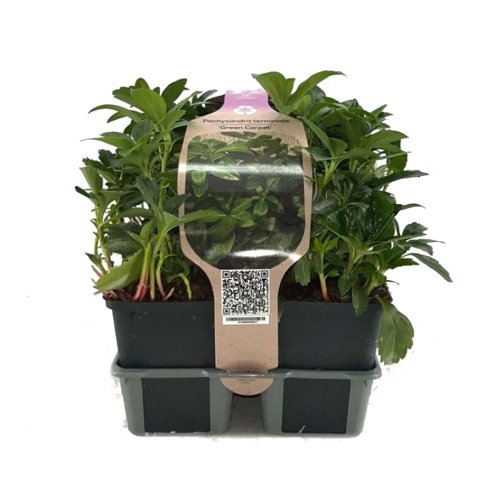 Půdopokryvné rostliny - Pachysandra, Tlustonitník klasnatý 'Green Carpet' 6pack