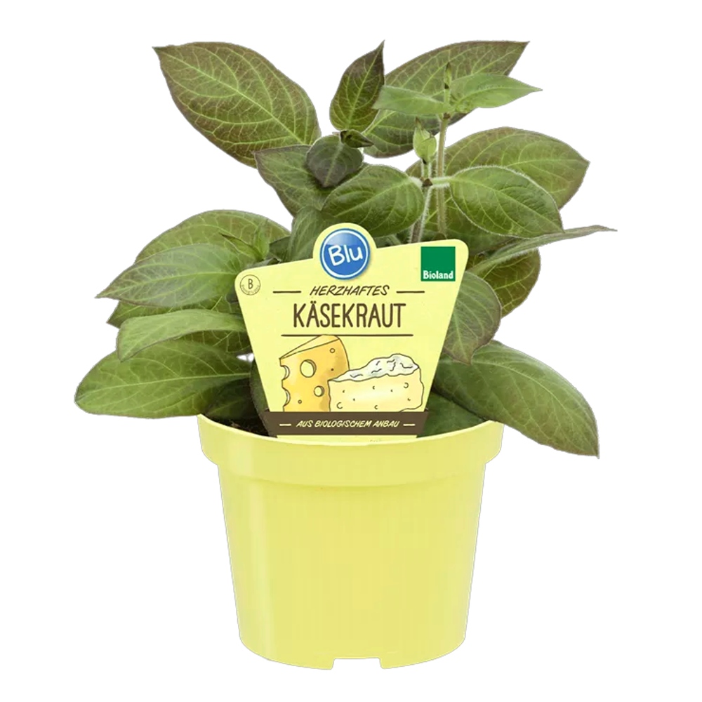 Bylinky - Paederie, sýrová bylina BIO květináč 12cm