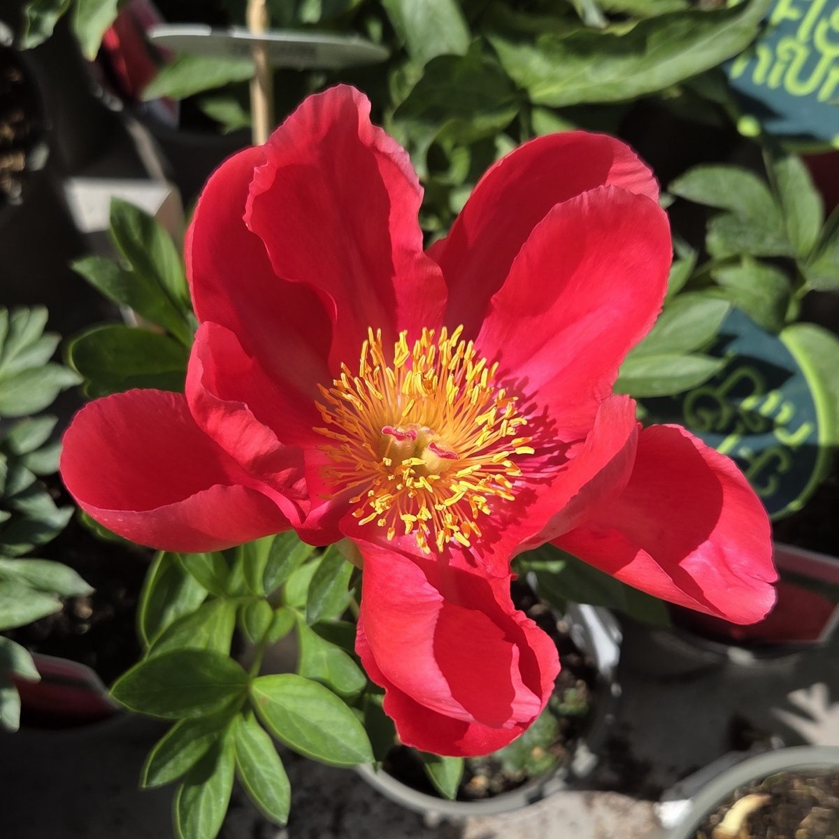 Na slunce - Paeonia lactiflora Flame květináč 3 litry