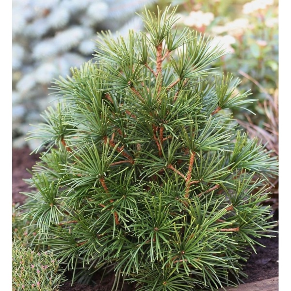 Zakrsle rostoucí jehličnany - Pajehličník přeslenatý výška 25/30cm, 3 litry