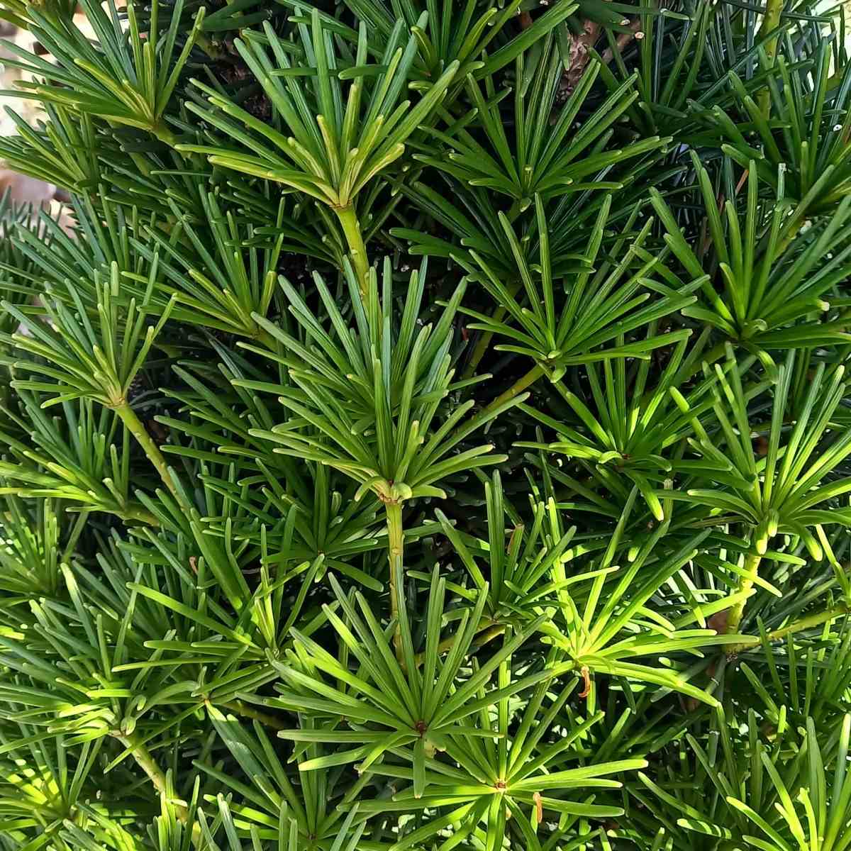 Zakrsle rostoucí jehličnany - Pajehličník přeslenitý Beauty Green výška 100/125cm, květináč 30 litrů