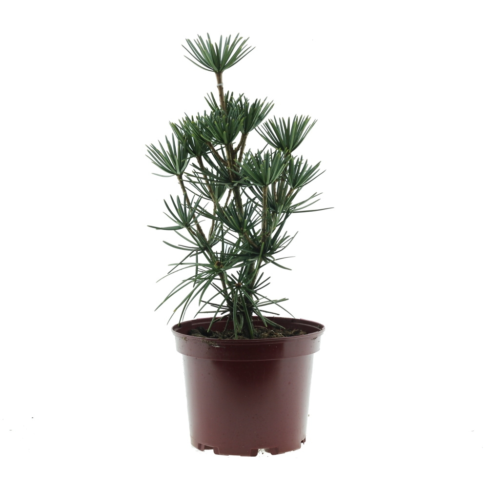 Zakrsle rostoucí jehličnany - Pajehličník přeslenitý Beauty Green výška 25/30cm, květináč 4 litry