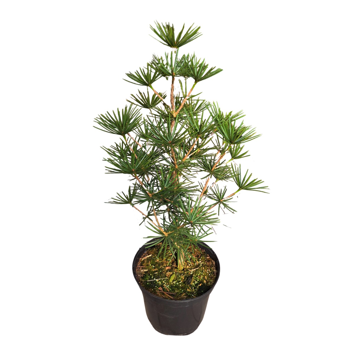 Zakrsle rostoucí jehličnany - Pajehličník přeslenitý Beauty Green výška 40/50cm, květináč 7,5 litru