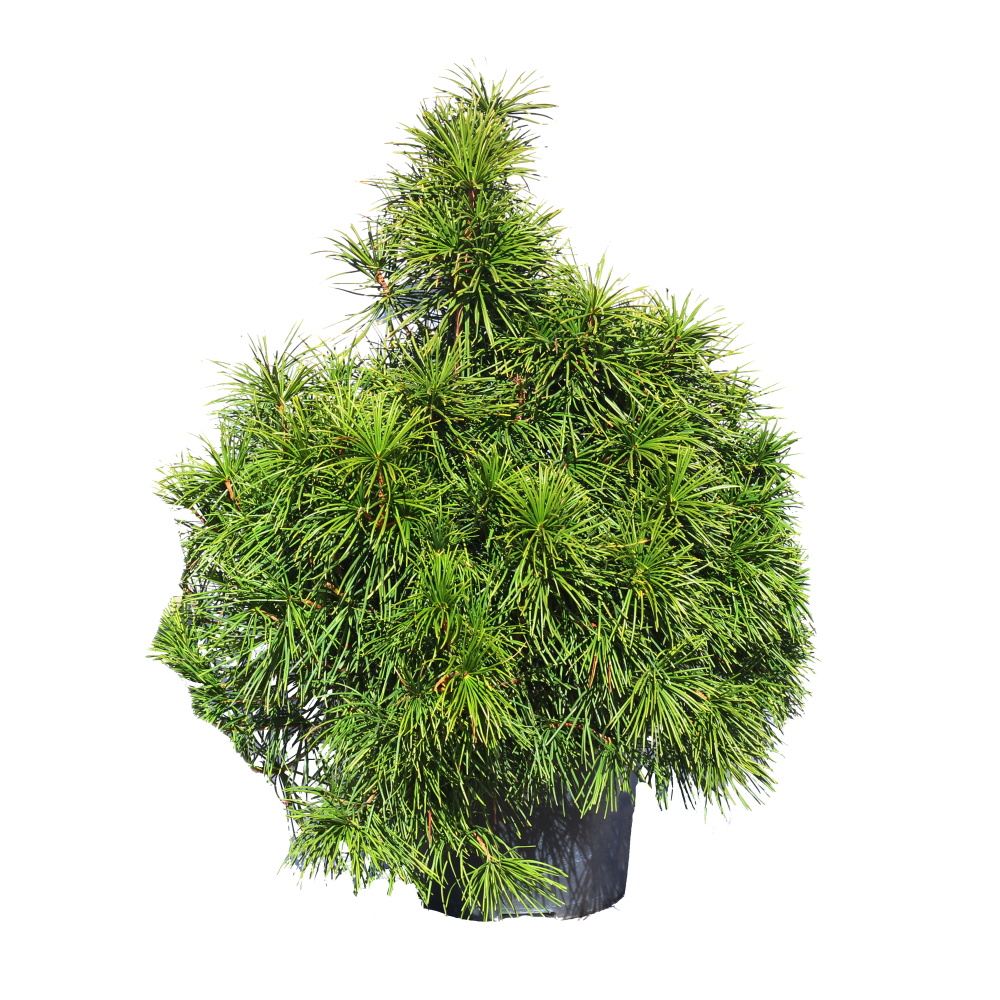 Zakrsle rostoucí jehličnany - Pajehličník přeslenitý Beauty Green výška 80/100cm, květináč 35 litrů