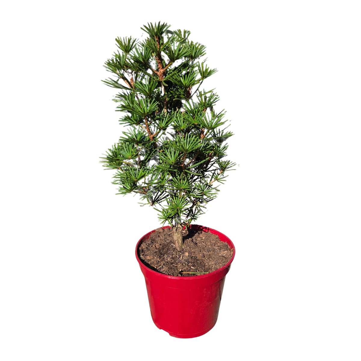 Zakrsle rostoucí jehličnany - Pajehličník přeslenitý Green Diamond výška 40/50cm, květináč 7,5 litru