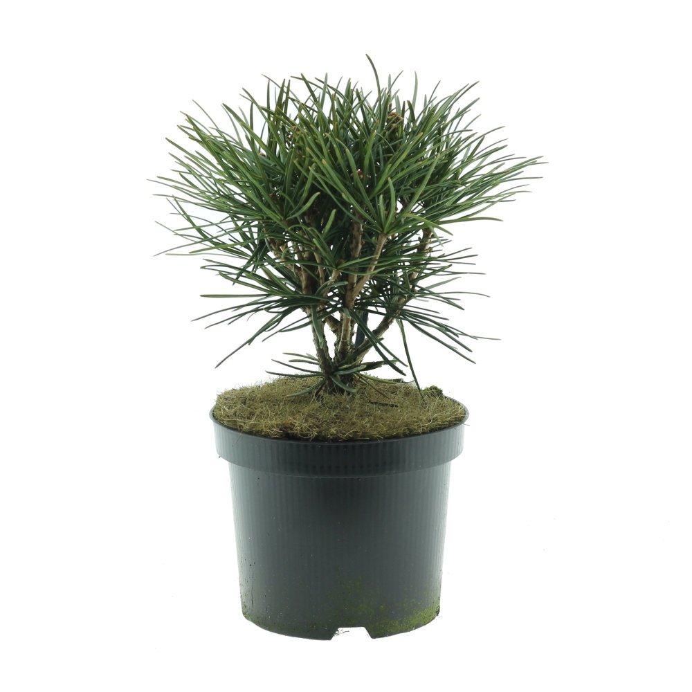 Vzrůstné jehličnany - Pajehličník přeslenitý květináč 2,5 litru, výška 25/30cm, stromek