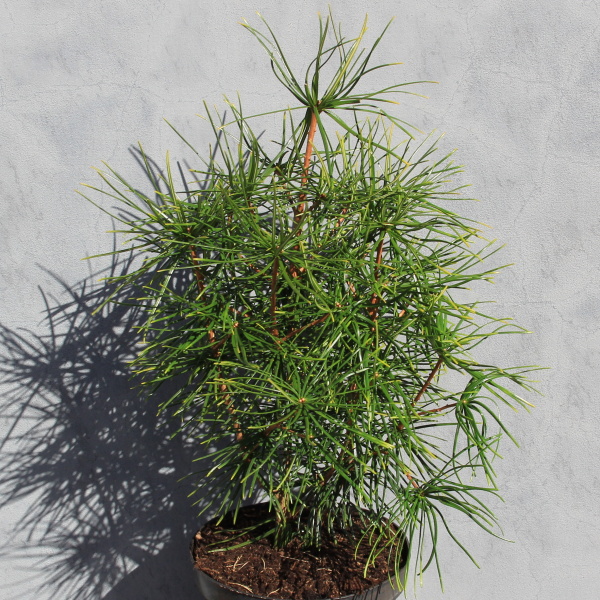 Zakrsle rostoucí jehličnany - Pajehličník přeslenitý květináč 7,5 litru, výška 40/50cm, stromek
