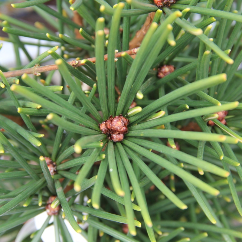 Zakrsle rostoucí jehličnany - Pajehličník přeslenitý 'Piccola' květináč 5 litrů, výška 25/30cm, stromek