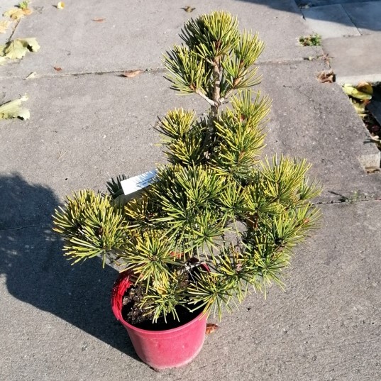 Pajehličník přeslenitý 'Piccola' květináč 5 litrů, výška 25/30cm, stromek-0