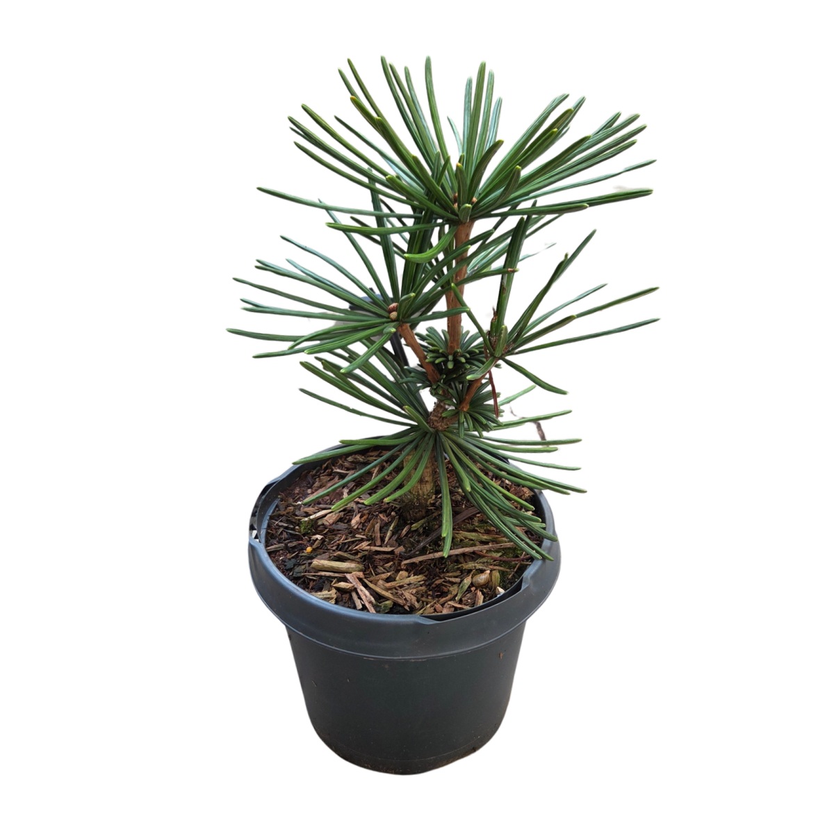 Zakrsle rostoucí jehličnany - Pajehličník přeslenitý Sternschnuppe výška 25/30cm, květináč 3 litry