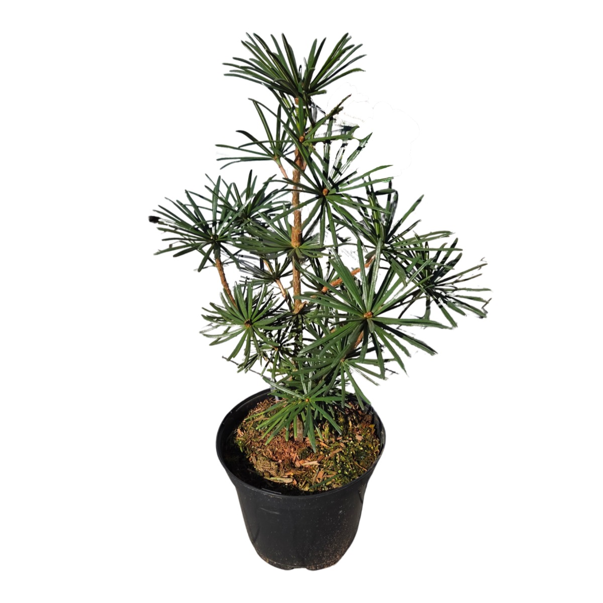 Zakrsle rostoucí jehličnany - Pajehličník přeslenitý Sternschnuppe výška 40/50cm, květináč 7,5 litru