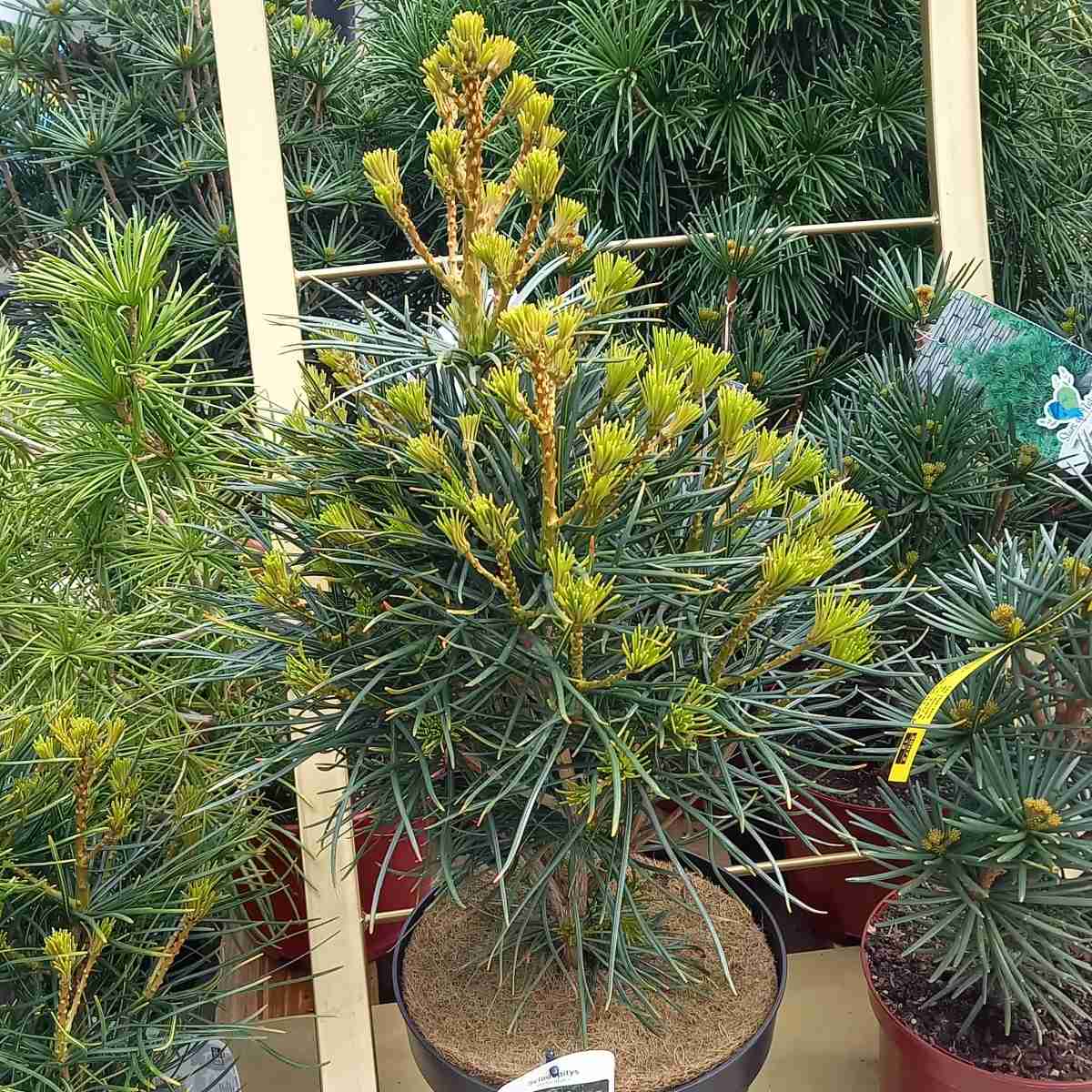 Zakrsle rostoucí jehličnany - Pajehličník přeslenitý výška 35/40cm