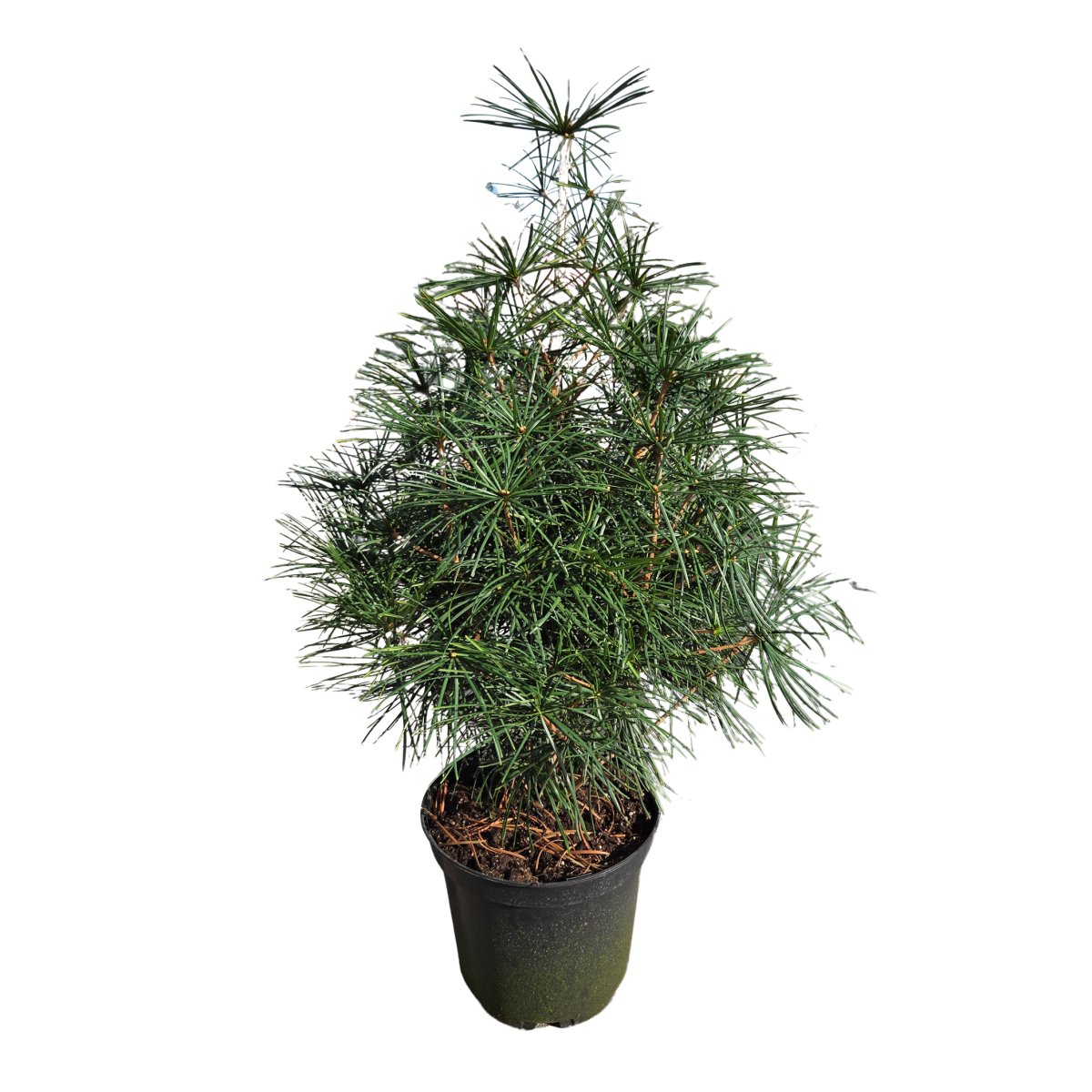 Zakrsle rostoucí jehličnany - Pajehličník přeslenitý výška 70/80cm, květináč 10 litrů