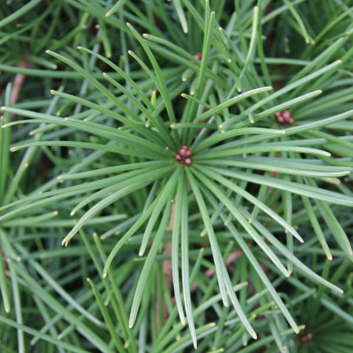 Zakrsle rostoucí jehličnany - Pajehličník přeslenitý výška 80/100cm, květináč 20 litrů