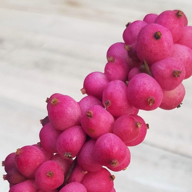 Živé ploty - Pámelník okrouhlý Symphony Rumble květináč 4,6 litru