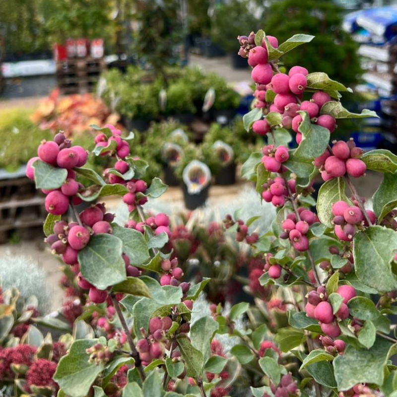 Pámelník okrouhlý Symphony Rumble květináč 4,6 litru-0