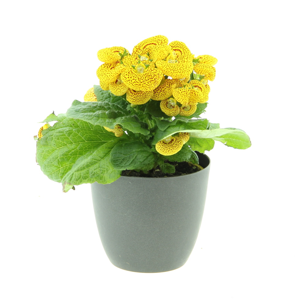 Nádobové květiny - Pantoflíček květináč 10cm