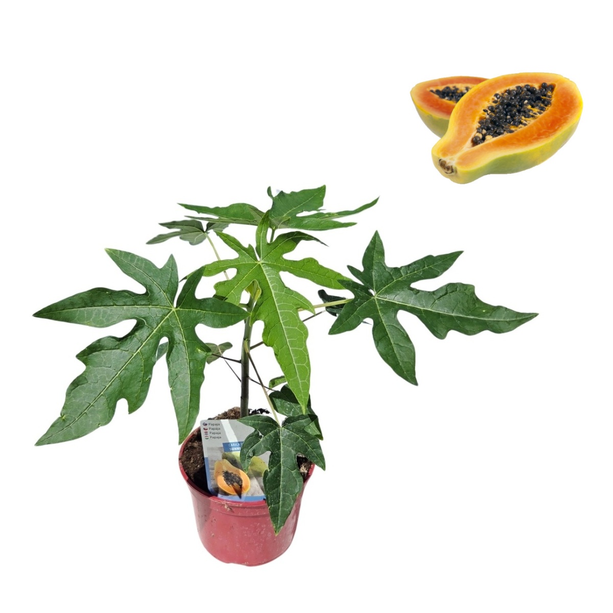 Neroubovaná sadba - Papája Sunnybees květináč 12cm