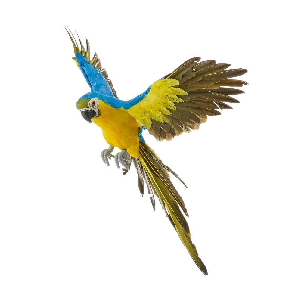 Dekorační figurky zvířat - Papoušek v letu z peří modro-žlutý 56cm