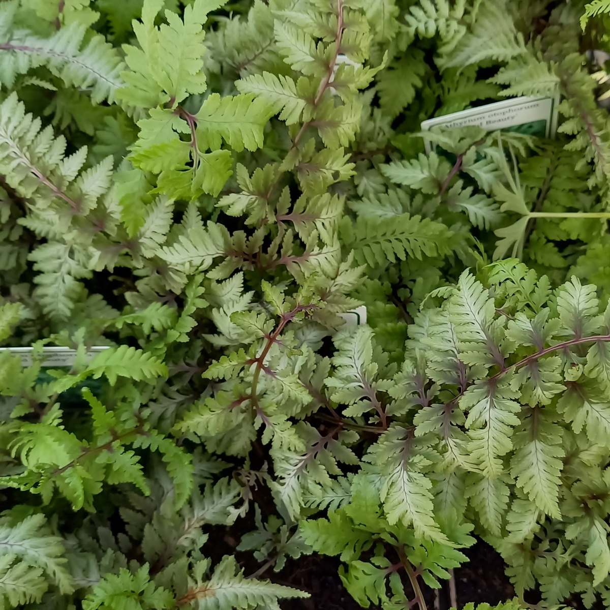 Rostliny - Papratka japonská Red Beauty květináč 9cm