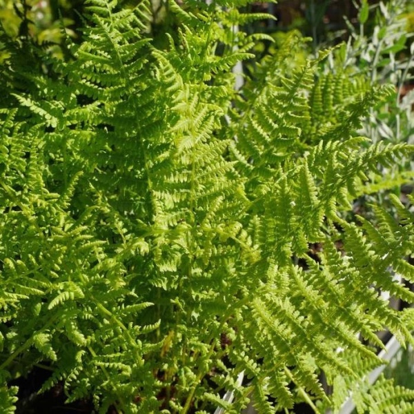 Stínomilné - Papratka samičí 9cm