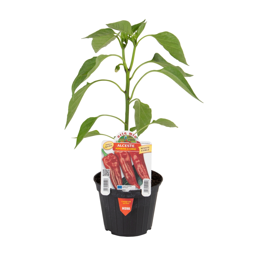 Neroubovaná sadba - Paprika Alceste F1 květináč 10cm