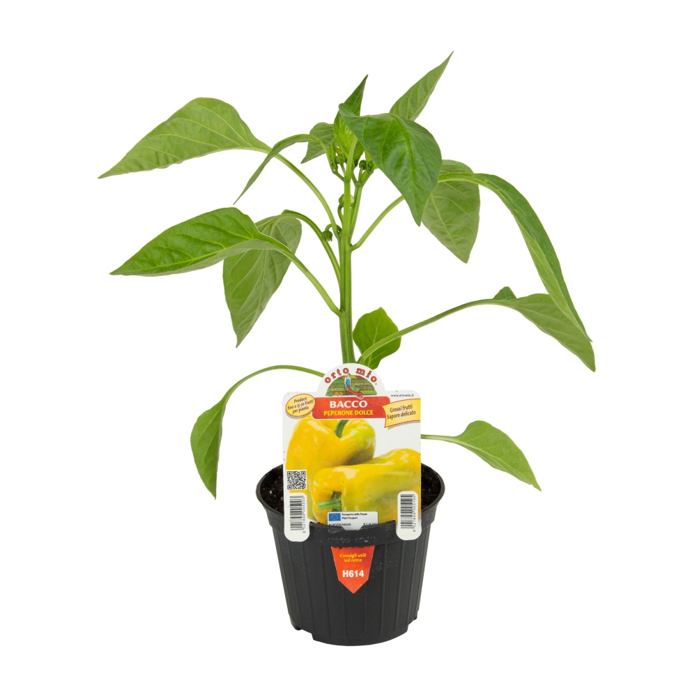 Neroubovaná sadba - Paprika Bacco/Mohay F1 květináč 10cm