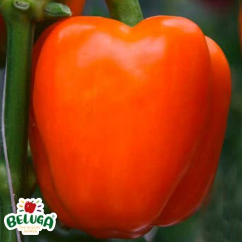 Neroubovaná sadba - Paprika Beluga Orange neroubovaná květináč 10,5cm