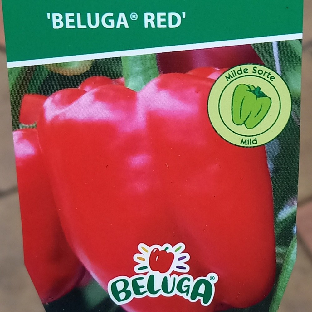Neroubovaná sadba - Paprika Beluga Red neroubovaná 10,5cm