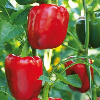 Neroubovaná sadba - Paprika 'Bontempi' neroubovaná 12cm