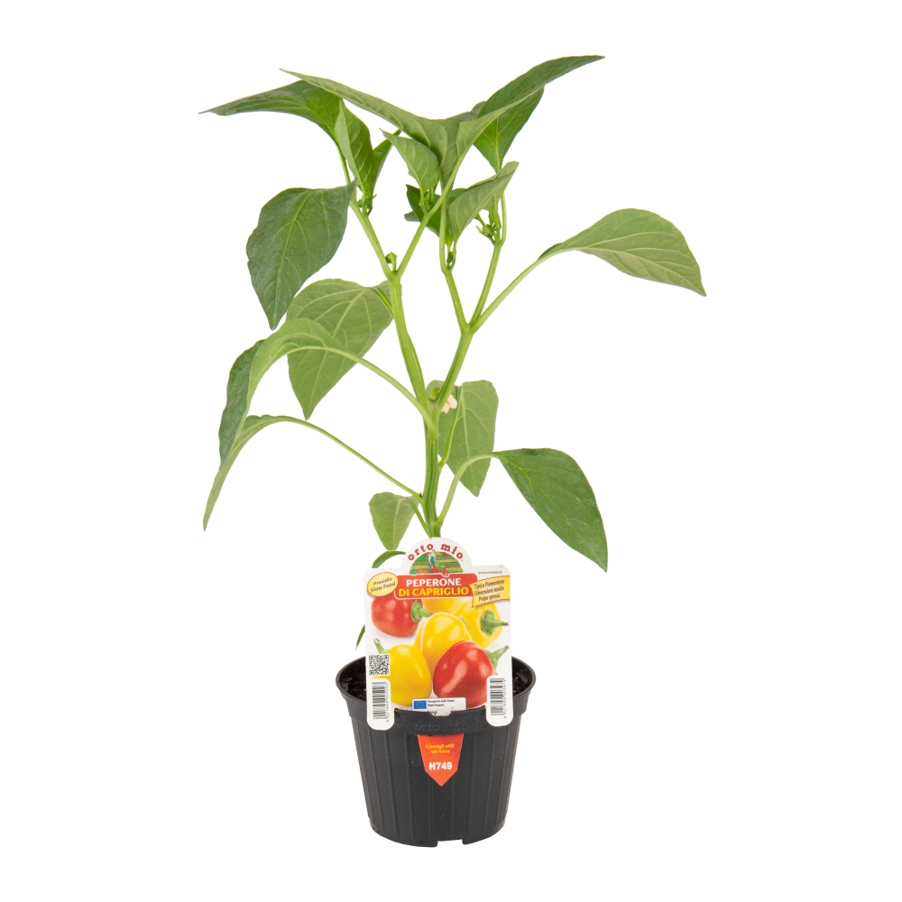 Neroubovaná sadba - Paprika 'Capriglio' květináč 10cm