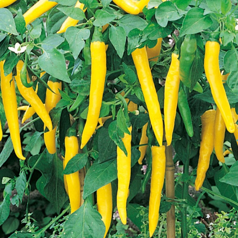 Chilli papriky - Paprika Cayenne Chilli Vectura Yellow 10,5cm