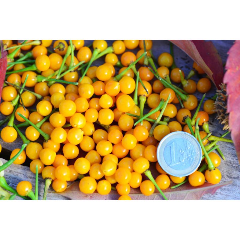 Osivo zeleniny - Paprika chilli AJI CHARAPITA (DS)