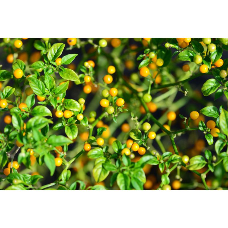 Paprika chilli AJI CHARAPITA (DS)-0