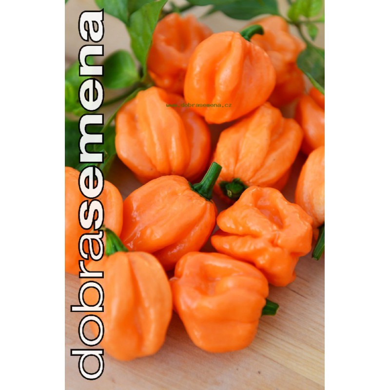 Osivo zeleniny - Paprika chilli BAHMANIAN GOAT (DS)