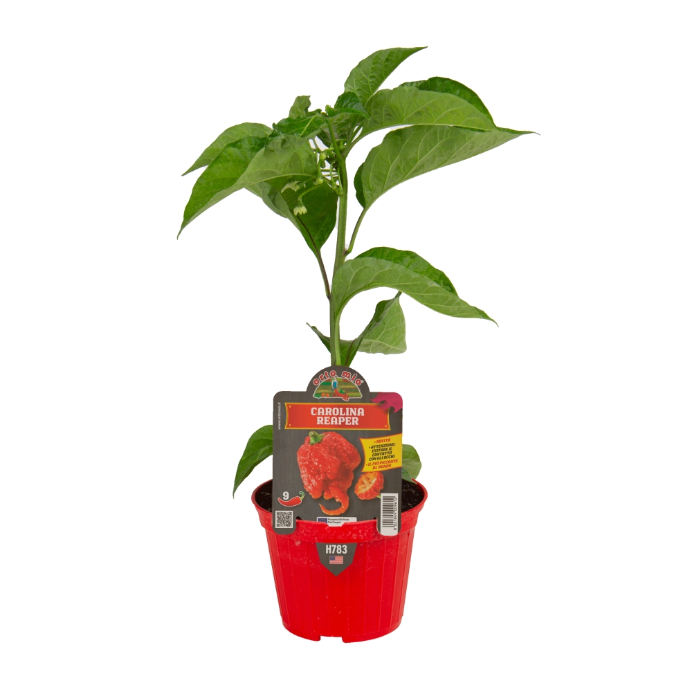 Chilli papriky - Paprika chilli Carolina Reaper květináč 10cm