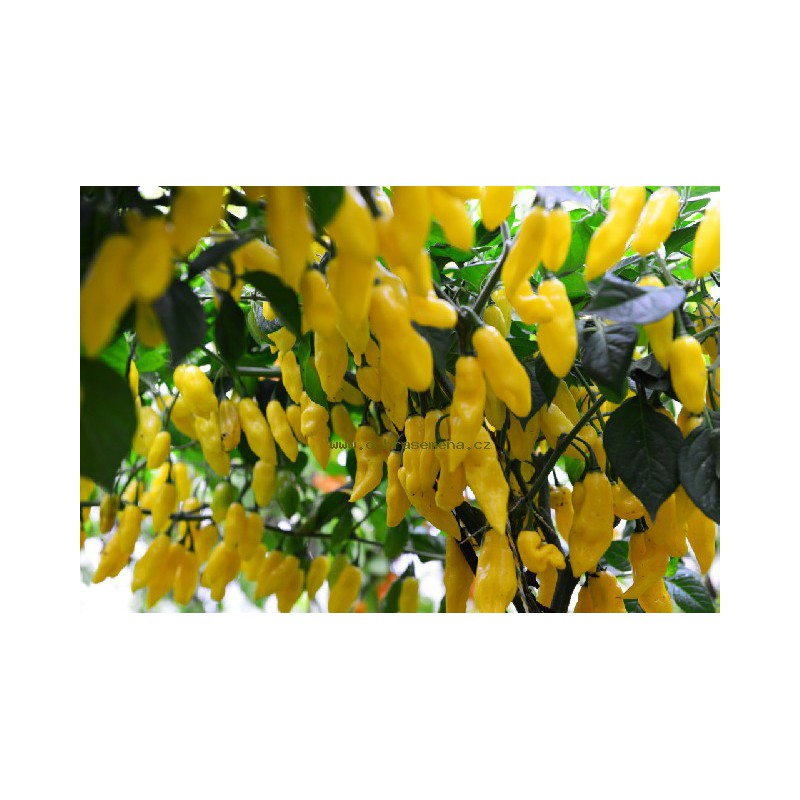 Osivo zeleniny - Paprika chilli CITRON (DS)